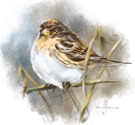 Birds: Twite