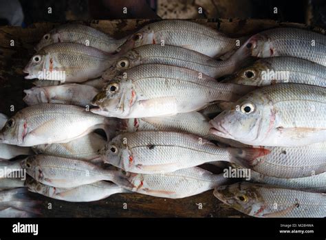 White snapper at fish market Stock Photo - Alamy