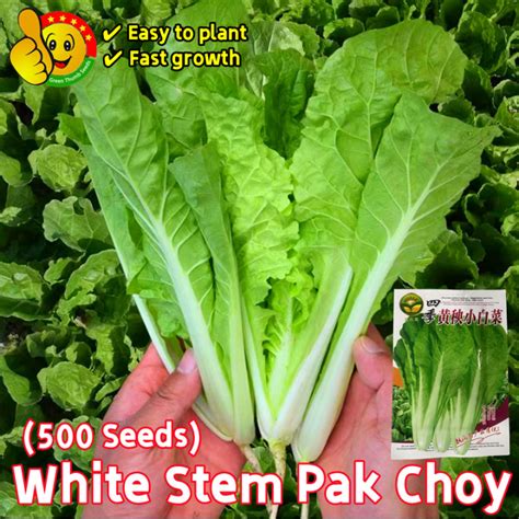 100% Original White Stem Pak Choy Seeds for Sale (Fresh 500pcs Seeds) Biji Benih Sawi Putih ...