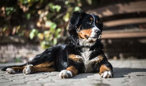 Bernese Mountain Dog Price – How Much Is This Large & Lovable Pup?