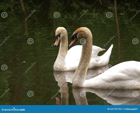 Pair of Swan Mating Couple Float on Water Stock Image - Image of bird, pair: 231707753