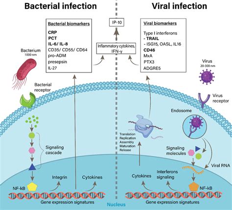 Comparative illustration between bacterial and viral infection ...