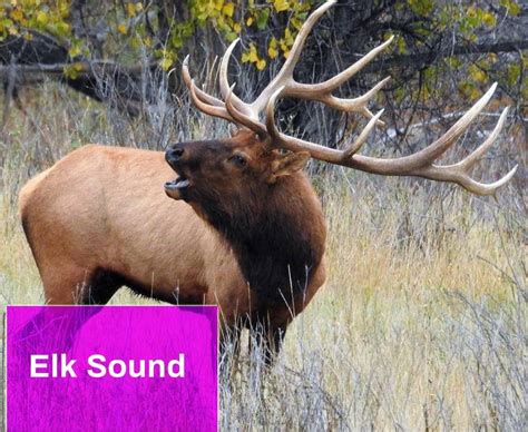 Elk Sounds Free MP3 Download | Mingo Sounds