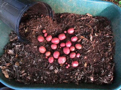 5 Acres & A Dream: Potted Potato Harvest