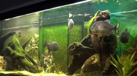 Piranha Aquarium 3 - YouTube