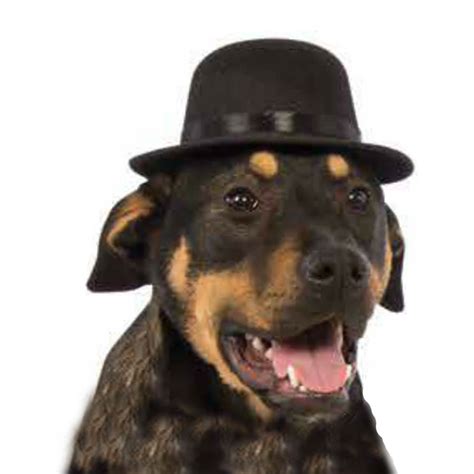 Rubie's Top Hat Dog Costume - Black | BaxterBoo