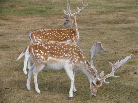 Free Images : nature, prairie, animal, wildlife, stag, mammal, fauna, england, gazelle ...