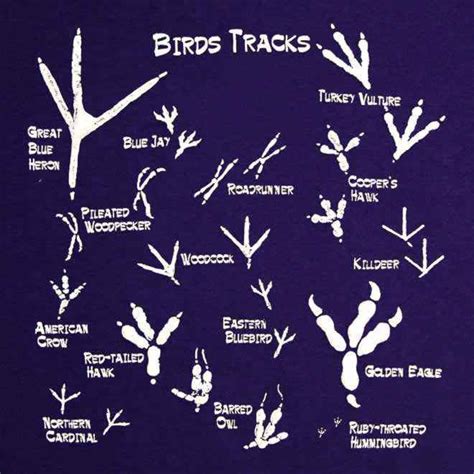 Tracce e impronte degli animali: impronte di uccelli – VitAntica