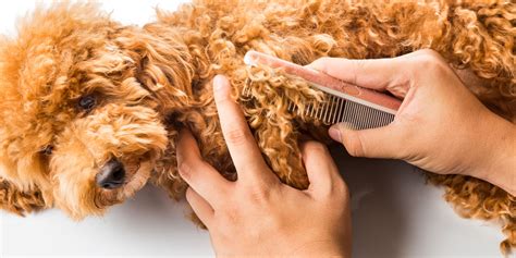 How To Groom a Goldendoodle | Uptown Puppies.