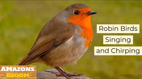 #amazons#Robin Birds # Robin Birds Singing and Chirping / Beautiful ...