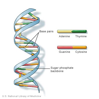 What is DNA Sequencing and how does it work? | Experiment