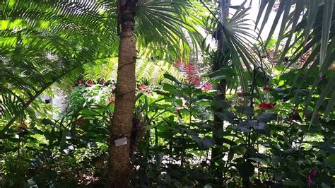 Fairchild Tropical Garden butterfly garden - YouTube