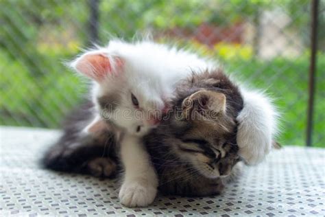 Closeup of the Adorable Fluffy Kittens Playing with Each Other Stock ...