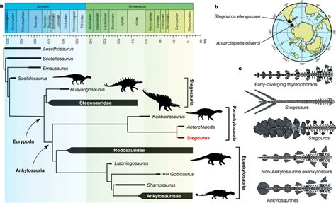 Evolution of armoured dinosaurs and their tail weaponry a, After... | Download Scientific Diagram