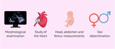 Ultrasounds during the second trimester of pregnancy