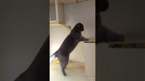 Chinchilla fighting with cats 2 - YouTube