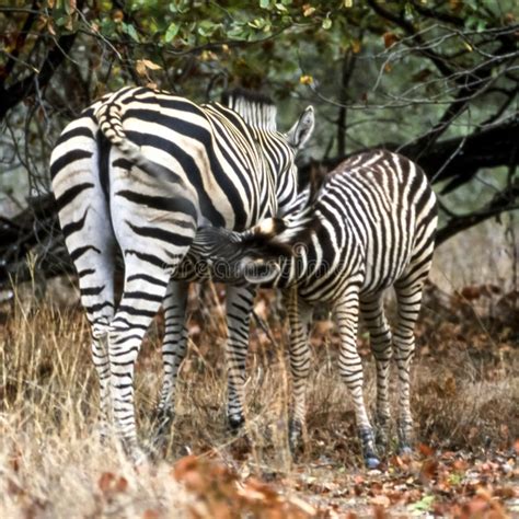 Plains Zebra stock image. Image of herbivorous, park - 134859825