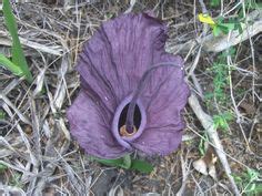 Mozambique Voodoo Lily for sale buy Amorphophallus mossambicensis Inhajange Form