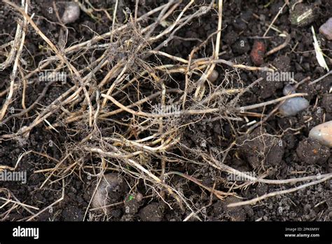 Couch grass (Agropyron repens), rhizomes, dug out of an established vegetable garden Stock Photo ...