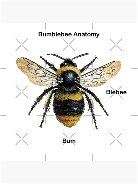 "Bumblebee Anatomy" Poster for Sale by GannetOnAStick | Redbubble