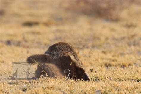 honey badger and digging - Google Search | Honey badger, Badger, Prey