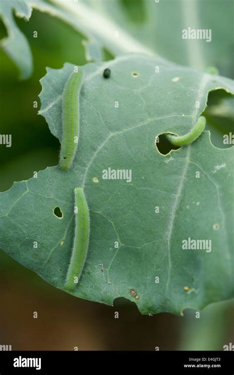 Cabbage white butterfly larvae on broccoli Stock Photo - Alamy