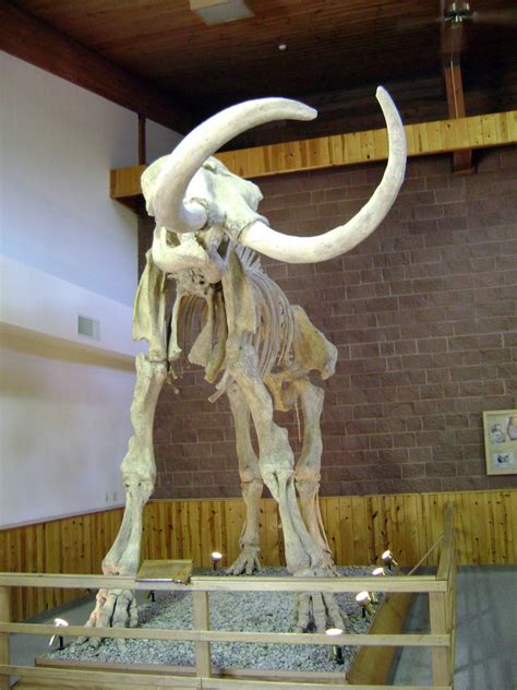 Colombian Mammoth | Skeleton at the Mammoth Site, Hot Spring… | Flickr