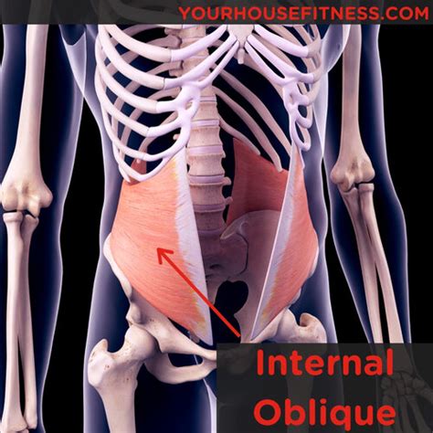 Muscle Breakdown: Internal Oblique