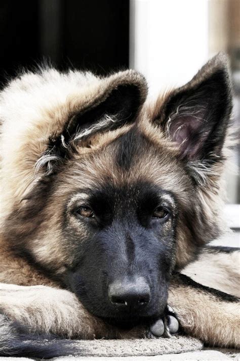 Are German Shepherd Ears Normally Red