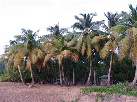 Coconut Plantation Free Stock Photo - Public Domain Pictures