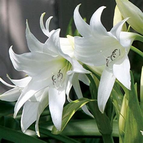 Crinum Lily Gaint Bulbs - 1 Bulb - Desouzaplantnursery