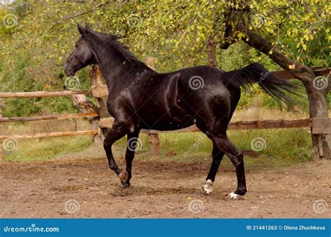 Running black horse stock image. Image of motion, season - 21441263