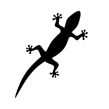 Lizard Silhouette