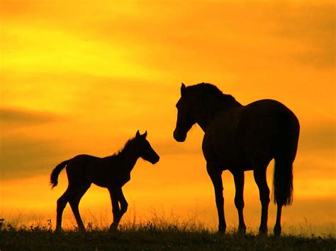 Mommy Baby Horses In Sunset HD desktop wallpaper : Widescreen : High Definition : Fullscreen