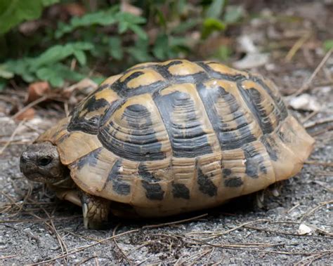 Greek Tortoise - Facts, Diet, Habitat & Pictures on Animalia.bio