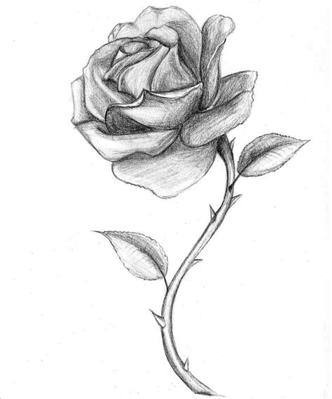 rose black and white drawing - Clip Art Library