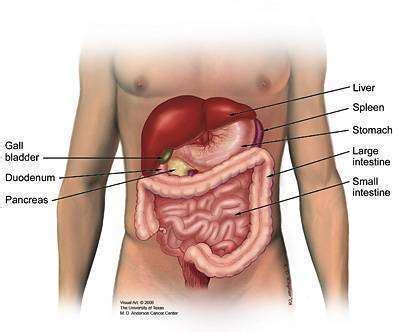 What is the Pancreas? - Pancreatic Cancer Action Network/