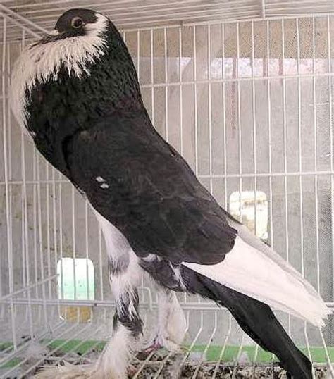 English Pouter Pigeon Pictures ~ ENCYCLOPEDIA OF PIGEON BREEDS