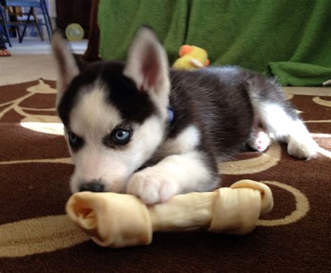 Mini Siberian Husky puppy | Siberian husky, Husky puppy, Siberian husky clothes