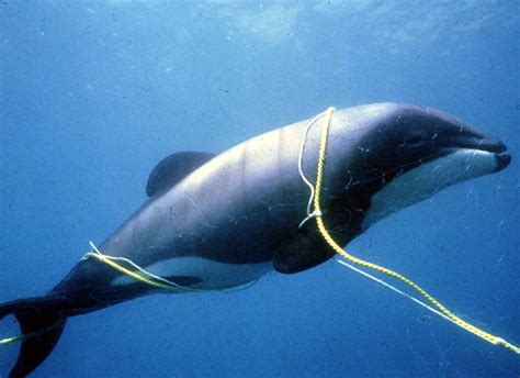 Dolphin threats | The impacts from climate change, harvesting, and habitat lost.