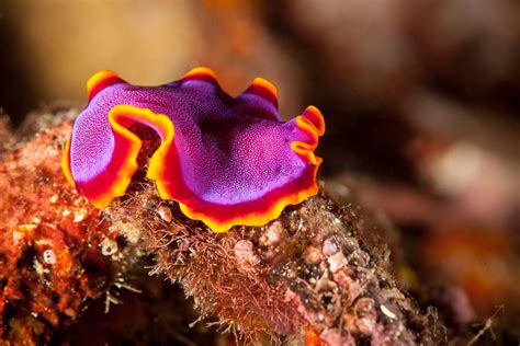 Ocean Beauties: Marine Flatworms & 7 Facts to Know - DeepDive