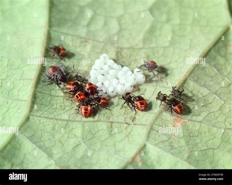 Brown marmorated stink bug egg cluster with instars on bean leaf. Nymphs and larvae life cycle ...