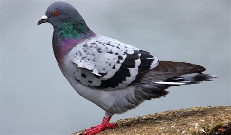 Pigeon Calls, Coos, & Sounds (w/ audio clips) - Bird Watching HQ