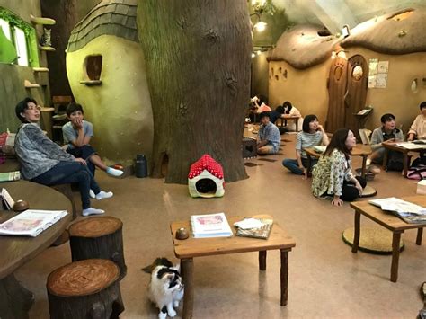 The Best Cat Cafes in Tokyo - Katzenworld