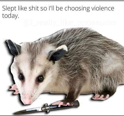 Pin by Mason Flesher on Possum in 2024 | Animal memes, Funny animal ...