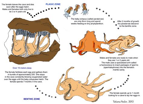 Giant Pacific Octopus - vic high