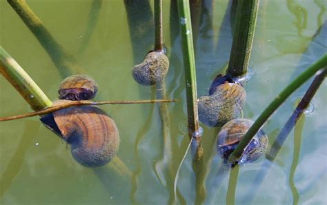 How to Control Aquarium Snails - Aquarium Tidings