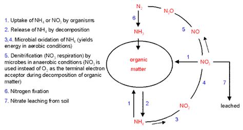 Nitrification