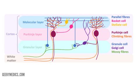 Cerebellum | Anatomy, Functions, Pathways | Geeky Medics