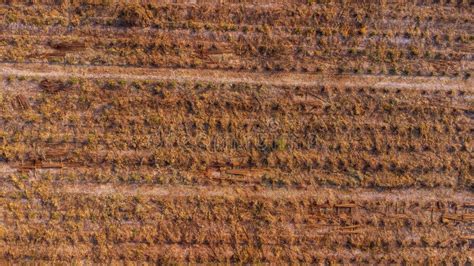 Aerial View of Plantation Eucalyptus Trees Being Harvested for Wood Chipping. Top View of the ...